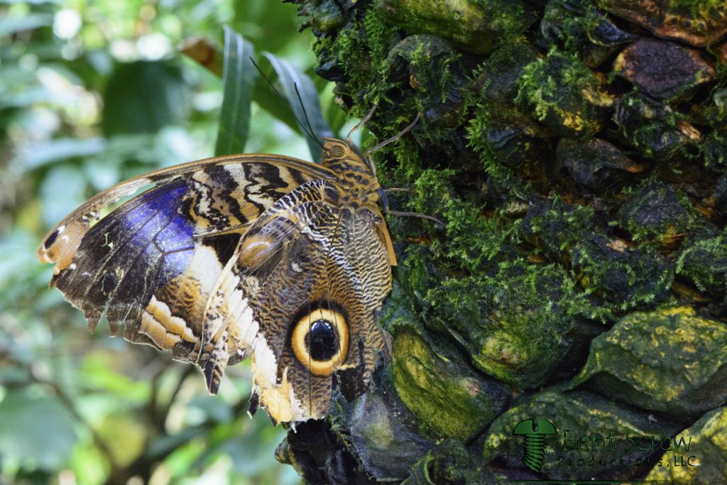 Butterfly - Tawny Owl2